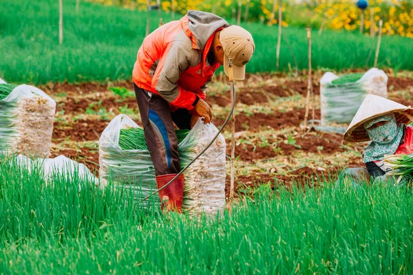米を植える農民 — ストック写真