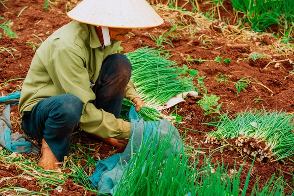 タイの田んぼで働いている農民 — ストック写真