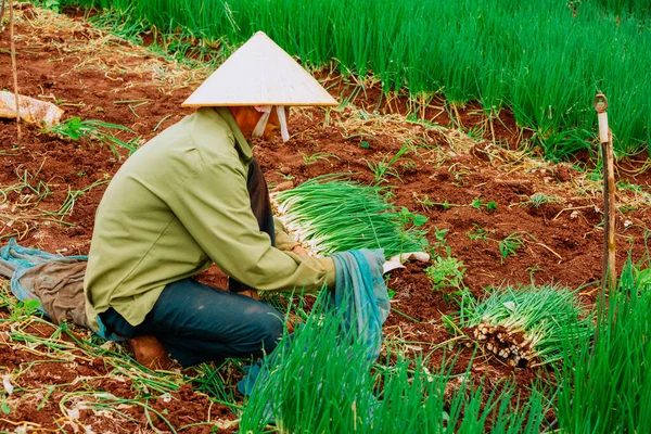 農家は米田に稲を植えています — ストック写真