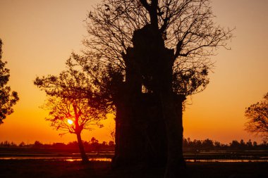 alanda ağaç silueti