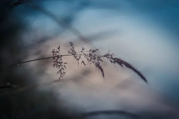 Суха Трава Краплями Роси Лісі — стокове фото