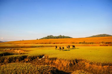 Pirinç ve çim tarlası olan güzel bir manzara.
