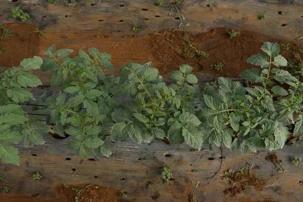 Ovanifrån Grön Tomat Växt Trälåda Svart Bakgrund — Stockfoto