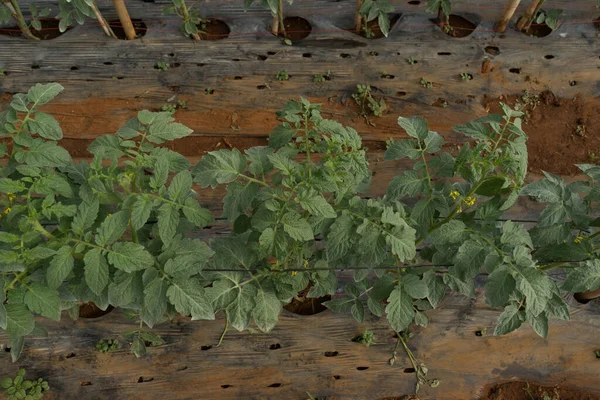 Grön Tomatplanta Trädgården Närbild — Stockfoto
