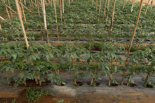 Tomatenplantage Brasilien — Stockfoto