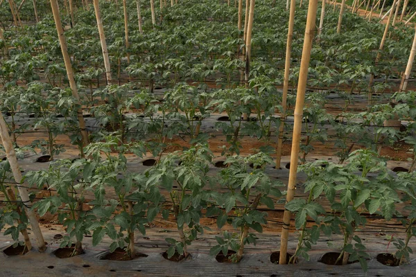 Gewächshaus Mit Tomaten Pflanzen Gewächshaus Anbauen — Stockfoto