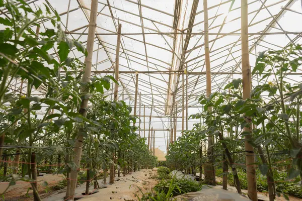 Växthus Med Växter Trädgården — Stockfoto
