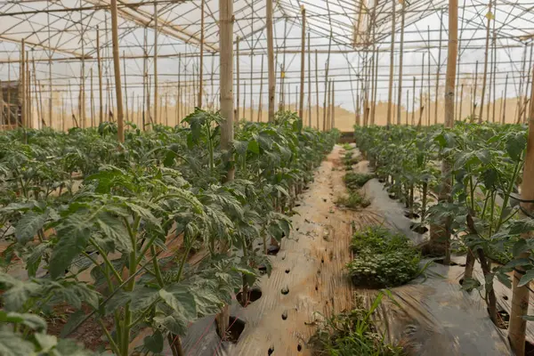 Greenhouse Large Green Plants — Stock Photo, Image