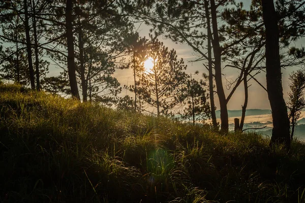 Ένας Ήλιος Που Δύει Μέσα Από Δέντρα Στο Δάσος — Φωτογραφία Αρχείου