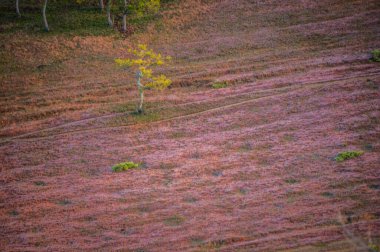 Da Lat 'ın güzel manzarası Da Lat' ın varoşlarındaki antik çiçeklerin üzerindeki sis olan Da Lat 'ta çimen halıları güzel pembe çiçekler açıyor.