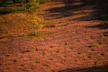 Da Lat 'ın güzel manzarası Da Lat' ın varoşlarındaki antik çiçeklerin üzerindeki sis olan Da Lat 'ta çimen halıları güzel pembe çiçekler açıyor.