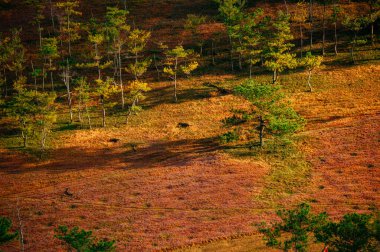 Da Lat 'ın güzel manzarası Da Lat' ın varoşlarındaki antik çiçeklerin üzerindeki sis olan Da Lat 'ta çimen halıları güzel pembe çiçekler açıyor.