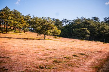 Da Lat 'ın güzel manzarası Da Lat' ın varoşlarındaki antik çiçeklerin üzerindeki sis olan Da Lat 'ta çimen halıları güzel pembe çiçekler açıyor.