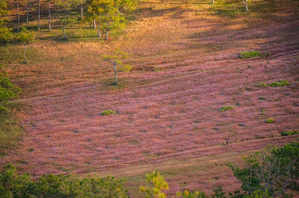 Χαλιά Γρασίδι Ανθίζουν Όμορφα Ροζ Λουλούδια Lat Ομίχλη Στα Αρχαία — Φωτογραφία Αρχείου