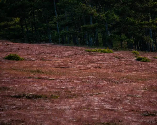 Χαλιά Γρασίδι Ανθίζουν Όμορφα Ροζ Λουλούδια Lat Ομίχλη Στα Αρχαία — Φωτογραφία Αρχείου