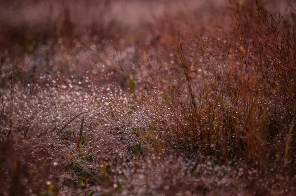 草地上的地毯在大拉特盛开着美丽的粉红色花朵 大拉特郊外的古老花朵上笼罩着薄雾 大拉特的美丽风景 — 图库照片