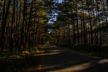 Don Duong 'da güzel bir sabah, Lam Dong, Vietnam, sihirli ışık ve kan ağaçların arasından parlayan çam tepelerini kapladı, güzel ışık huzmeleri yarattı..