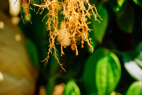 Vertical Shot Green Plant — Stock Photo, Image