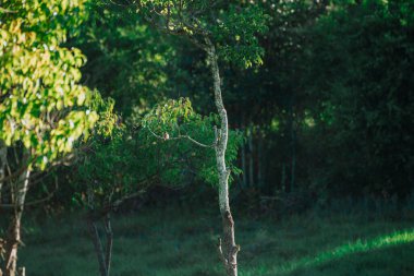 Ormanda yeşil ağaçlar