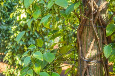 Bahçede yeşil yapraklar