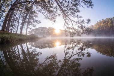 Sabah sisi ve nehirdeki ağaçlar