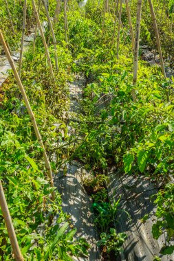 Bahçedeki bir sıra genç bitki.