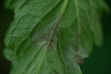 Yeşil yapraklı makro çekim