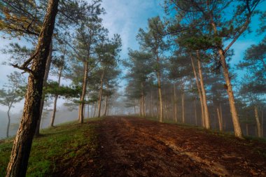 çam ormanları sisli sabah