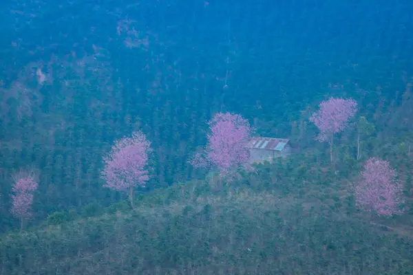 Ormanda dağları olan güzel bir manzara.