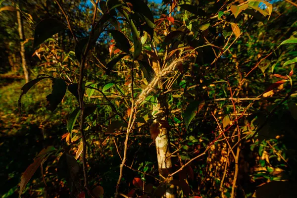 Syksyn Lehdet Metsässä — kuvapankkivalokuva