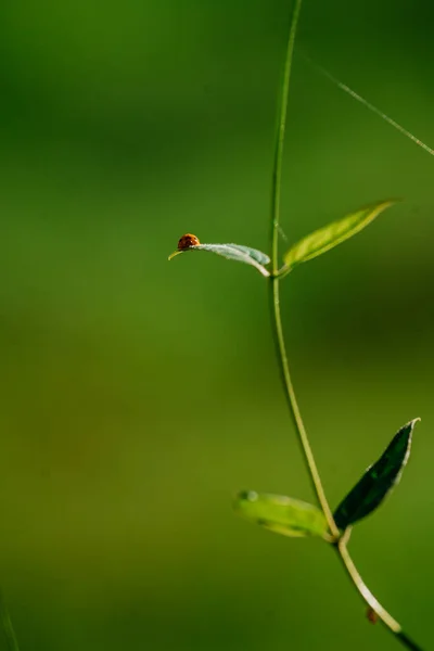 Yeşil yapraklı bir örümceğin yakın plan fotoğrafı.