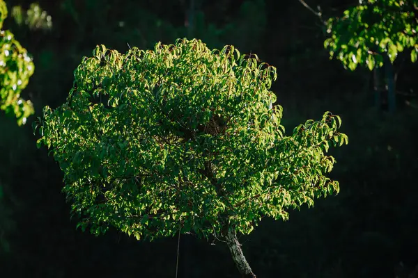 Красивое Дерево Тропическом Лесу — стоковое фото