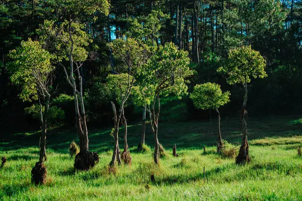 Ormanda güzel yeşil ağaçlar