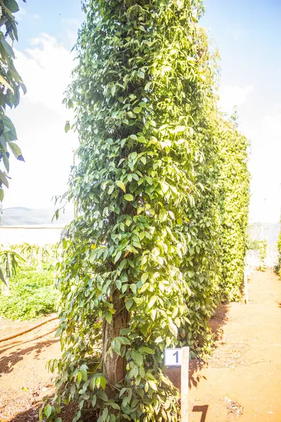 Green Tea Plantation Doi Khang Chiang Mai Thailand — Stock Photo, Image