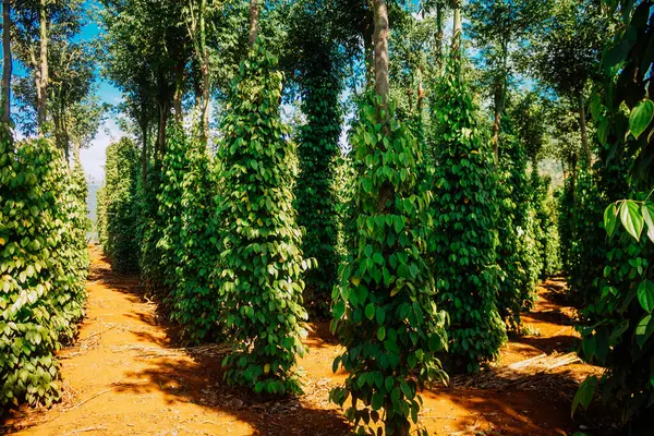 Green Coffee Plantation Morning — Stock Photo, Image