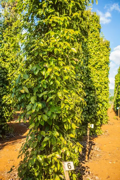 Fresh Green Coffee Beans Garden — Stock Photo, Image