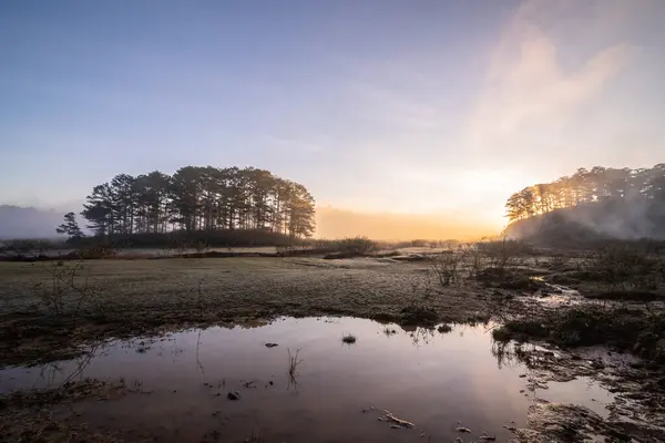 ormanda bataklık üzerinde sabah sis