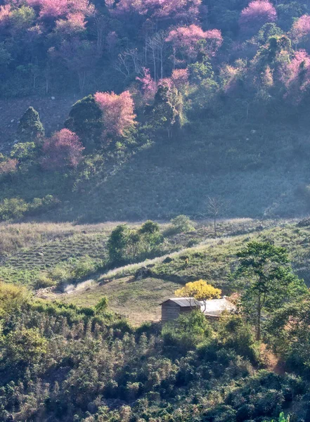 Dağlarda bir ağacı olan güzel bir manzara.