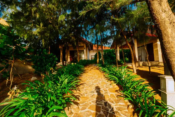 Parktaki palmiye ağaçları.