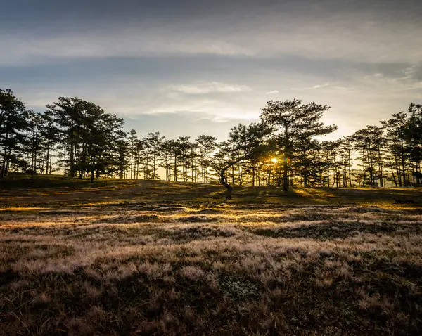 Ağaçlar ve otlarla dolu tarlada gün batımı