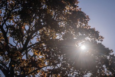 Ormanda sonbahar yaprakları, sonbahar mevsimi