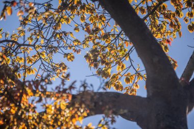 Ormanda sonbahar yaprakları