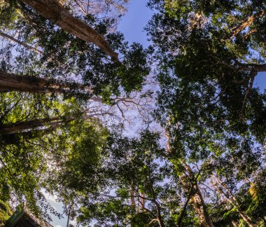 Yeşil orman ağaçları, doğa bitki örtüsü.