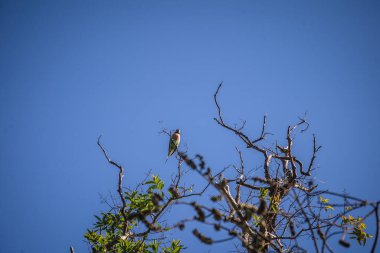 Ağacın dalında bir kuş