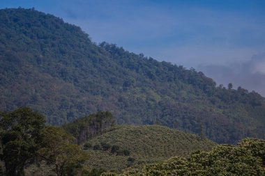 Ormanda güzel yeşil ağaçlar