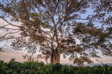 Parkın güzel manzarası