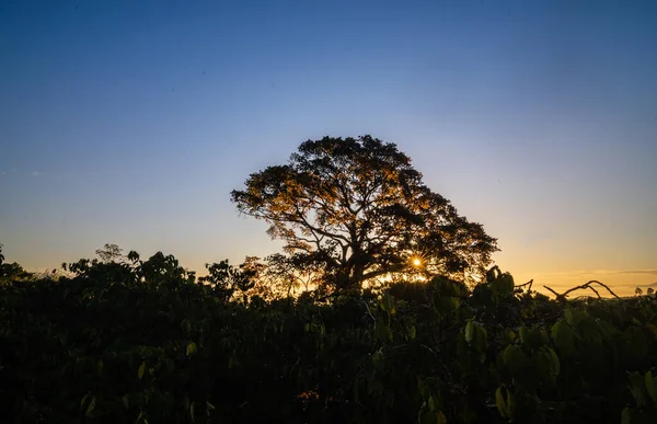 Силуэт Дерева Фоне Заката — стоковое фото