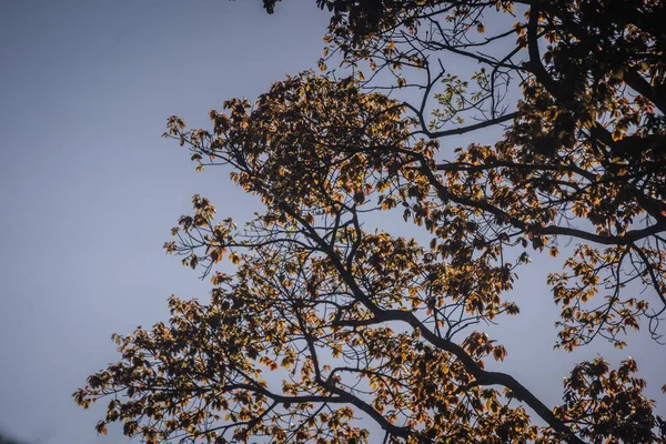 Doğada Ağaç Dalları Bitki Örtüsü — Stok fotoğraf