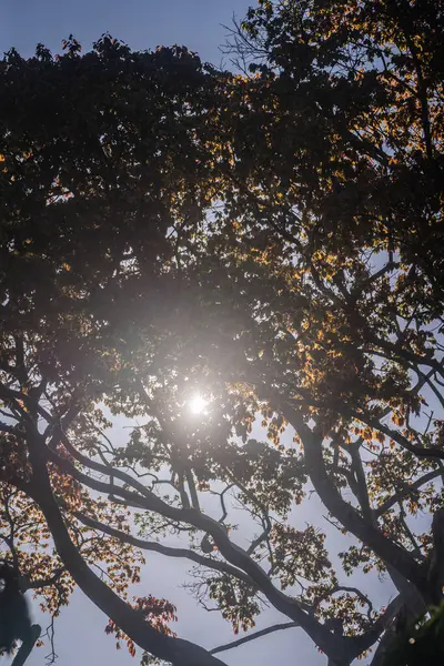 Syksyn Metsä Aurinko — kuvapankkivalokuva