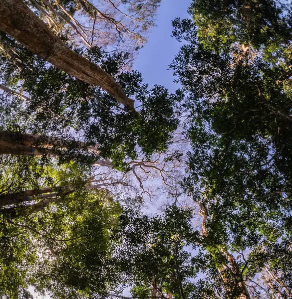 Tayland 'da yeşil çam ağaçları